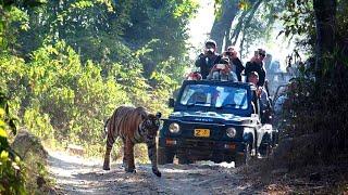 Amazing glimpse of wildlife in Ranthambore