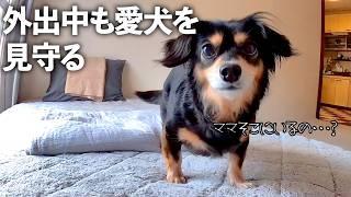 我が家の有能すぎるペットシッターを紹介！【Furbo】