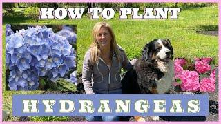 How to Plant hydrangeas - Kelly Lehman