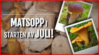 Mye flott matsopp i skogen