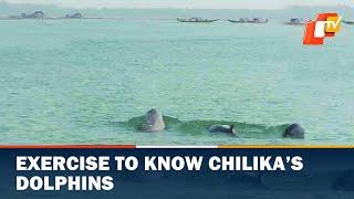 Exercise To Know Chilika’s Dolphins Begins | OTV News English