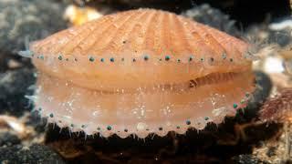 Facts: The Queen Scallop