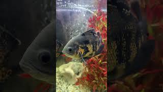 #shorts Beautiful fish