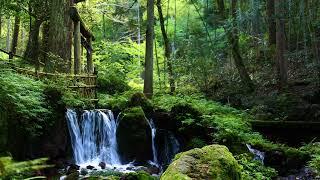 4K  ASMR  Rock moss and spring water The sound of water gushing from the sacred forest Birds singing