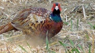 Jagdfasan auf Futtersuche (Phasianus colchicus)