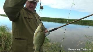 Fishing with the Siberian Wanderer, mad biting of large crucians and as a bonus carp!