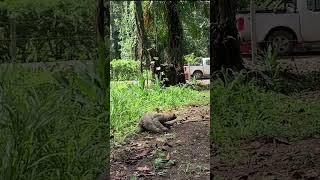 The Speed of a Sloth!
