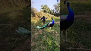 The nauty boy catch peacock #cute #birds #peacock #wildlife #dean #winchester #vtrwildtv