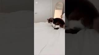 маленький проказник