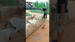 Cute goats | ARYAN NIHAR M | #goat #sheep #shorts #messi #animals #nature #wildlife @viralhog