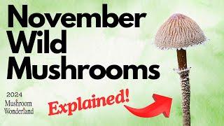 November Mushroom Identification- 2024