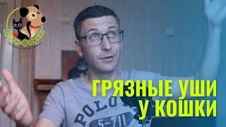 У кошки грязные уши | Почему у кошки грязные уши? | Что делать, когда в ушах выделения?