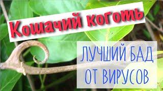 Кошачий коготь - очень мощный и серьезный противовирусный БАД