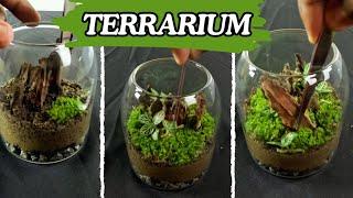 Making a small terrarium using driftwoods and moss | Mini ecosystem