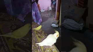 I follow you #funny #comedy #funnyvideo #cockatiel #satisfying #happy #budgies