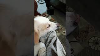 tell me in comments which dog this|shorts|art and craft videos