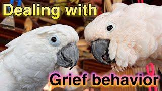 When grief changes the behavior of your cockatoo. Parrots have feelings.