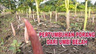 PERTUMBUHAN PORANG DARI UMBI BELAH