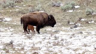 Baby Bison Birth