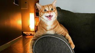 Most DRAMATIC CATS that will make you LAUGH! 