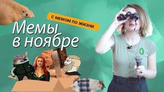 Мемы ноября; С МЕМОМ ПО ЖИЗНИ