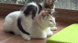 A very patient mother cat with 5 crazy active kittens !!