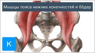 Мышцы пояса нижних конечностей и бёдер - Анатомия человека | Kenhub