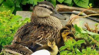 Ducklings First Time Swim In Creek