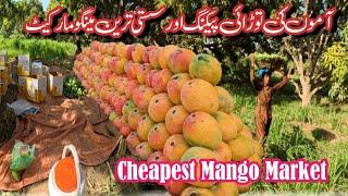 World famous Pakistani Mangoes | Mango wholesale market | Mangoes harvesting in Pakistan