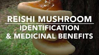 Reishi Mushroom (Ganoderma tsugae) Identification And Medicinal Benefits With Adam Haritan