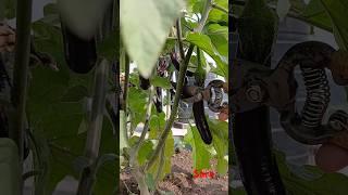 Prune eggplants#shortsvideo#shorts#prunes#garden#gardening