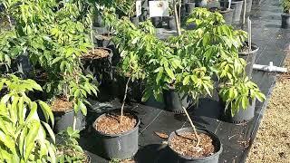 Sweetheart lychee trees at Guacalina Nursery's retail location.