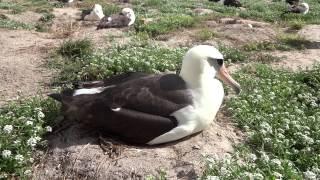 oldest Laysan albatross Wisdom J Klavitter USFWS feb 16 2013