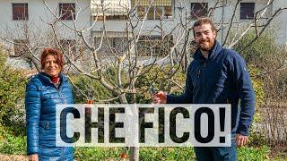 Come POTARE il FICO per avere FICHI più FICHI 