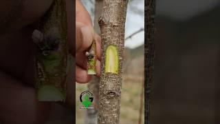 Chip bud grafting peach tree #fruitplants #howtografting #budding
