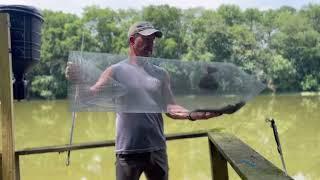 How to make a quick and easy fish basket/ trap to catch minnows for bait