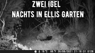 Zwei Igel nachts in Ellis Garten