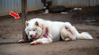 Abused Dog Was About To Give Up, But When This Woman Found Him... INCREDIBLE What Happened Next!