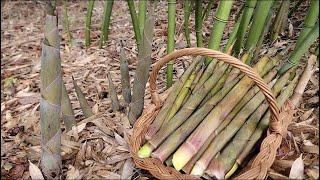 Harvest bamboo shoots,Harvesting asparagus, pickled asparagus, mini purple broccoli, gardening,