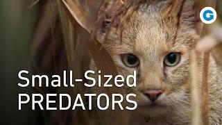 Little Cats, Big Personalities | Full Wildlife Documentary