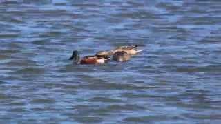 19Nov15   Northern Shovelers at Sandy Ridge Reservation, North Ridgeville OH