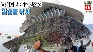 고성 자란만 굴양식장 감성돔낚시 Black Porgy, Black sea bream, Fishing in Korea, sea landscape, mountain, 4K, UHD