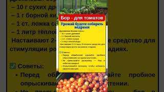 Бор - для ТОМАТОВ. УРОЖАЙ будете СОБИРАТЬ ВЕДРАМИ #огород #дача #томаты #сад
