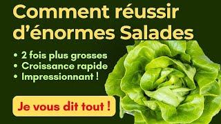 Salades : Comment réussir à cultiver d'énormes salades en agriculture biologique