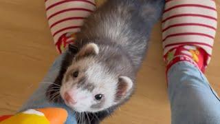 【Ferret】Taking an interest in the toy. #shorts