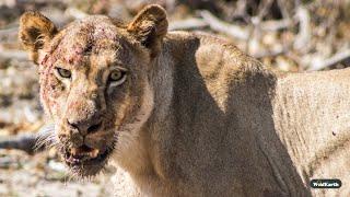 Nkuhuma lion magic - SafariLIVE Sunset - 19 December 2024