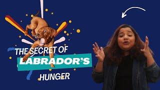 Episode 3 l Why are Labrador's Always Hungry? l Beyond the Bulletin with Muskan