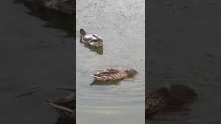 Ducks in a pond