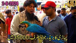 Lalukhet Exotic Hen Parrots and Birds Market Karachi 2-6-24 | Unique and Rare Birds and Parrots