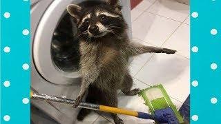 Best Cute Raccoon Video Compilation|| Funny Baby And Pet